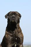 BULLMASTIFF 488